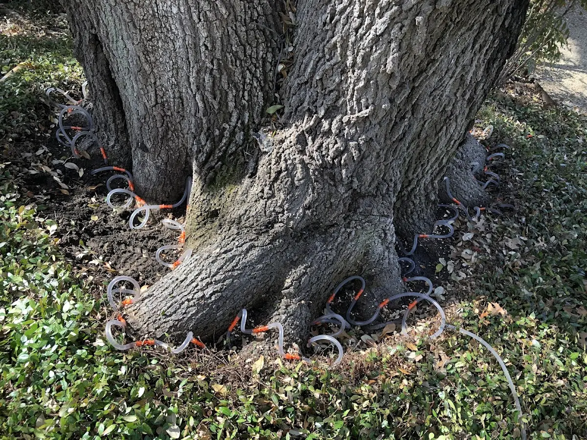 Detailed Tree Cabling and Bracing job site in Lehighton