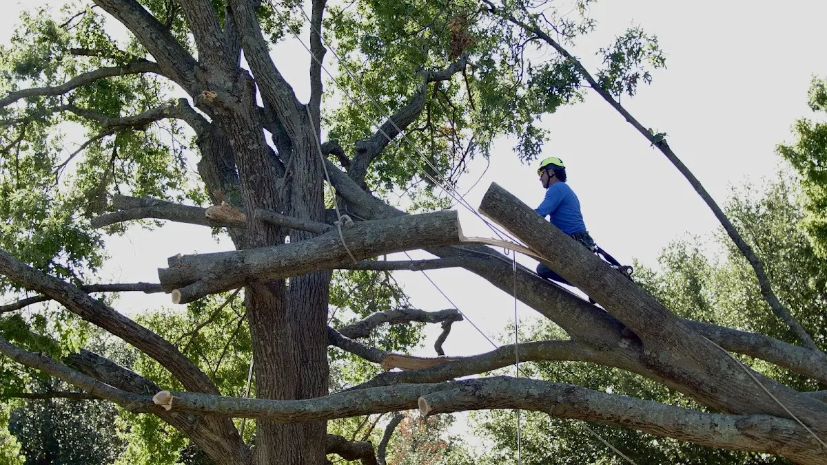Professional Crown Thinning performed by certified arborists in Lehighton
