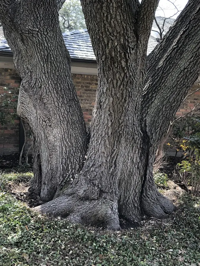 Mature heritage tree close to a Lehighton property cared for by certified arborists